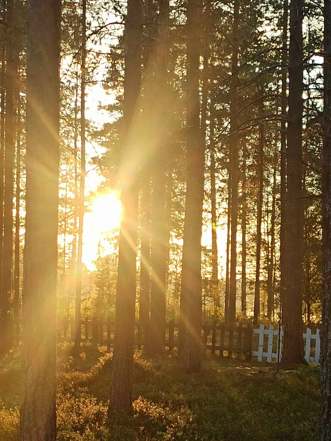 Światło poranka pomiędzy pniami sosen przy ogrodzeniu — przestrzeń tuż przy zabudowaniach